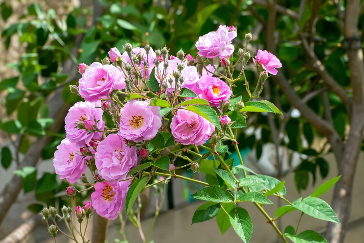 Damask roses on the Saiq Plateau terraces during the April harvest season